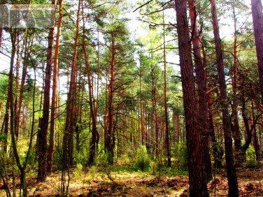 Działka budowlana Izabelin C