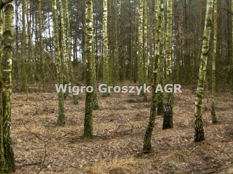 Zdjęcie 2