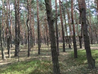 Działka budowlana Józefów