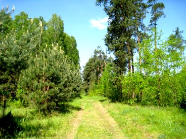 Działka budowlana Morawica