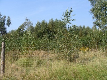 Działka rolna Tarnowo