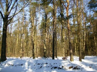 Działka budowlana Żelechów