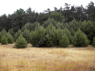 Działka budowlana Żelechów