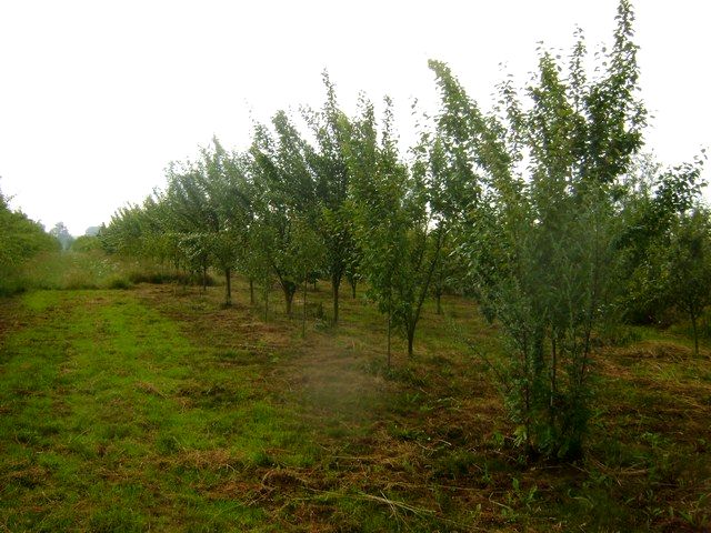 Działka rolna Stargard Szczeciński
