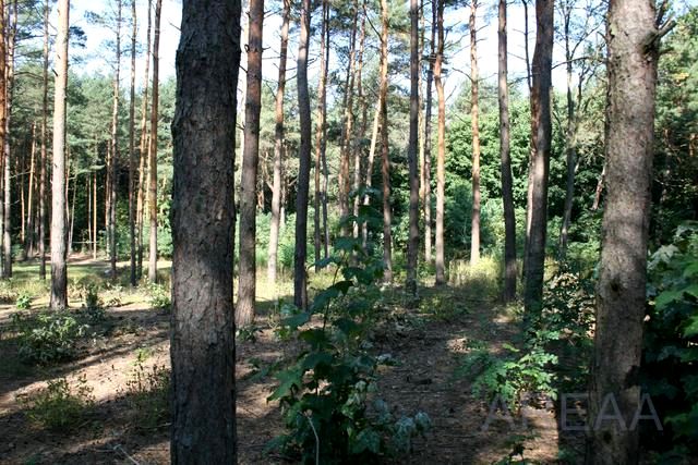 Działka leśna Wołomin
