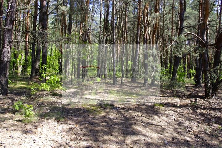 Działka leśna Warszawa