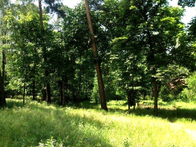Działka przy lesie
