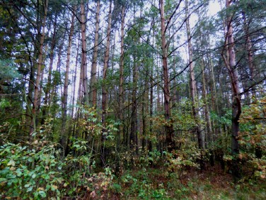 Działka leśna Daniszewice
