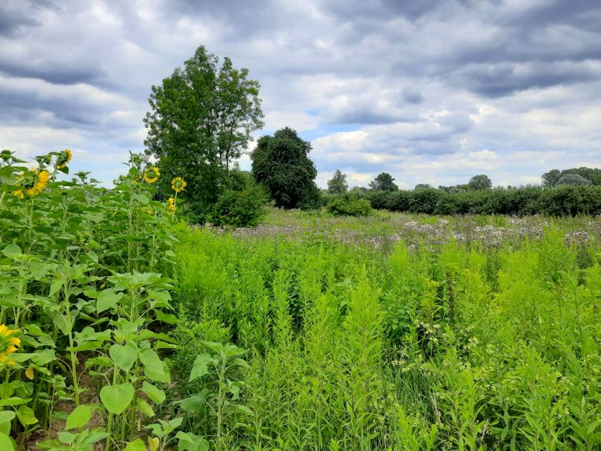 Działka rolna Dębówka