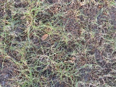 Działka budowlana Opole