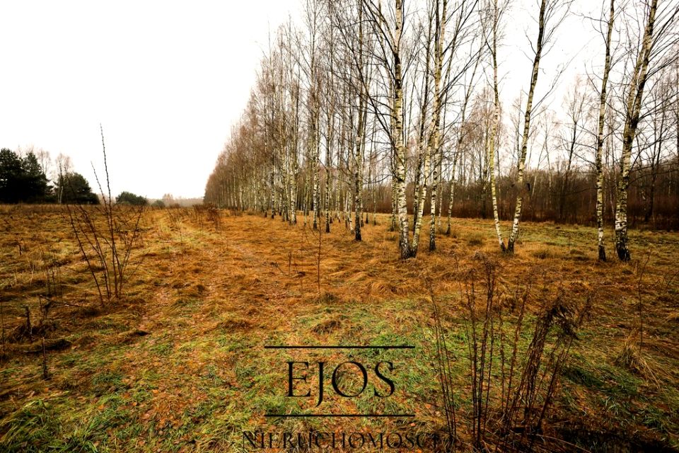 Działka przy lesie