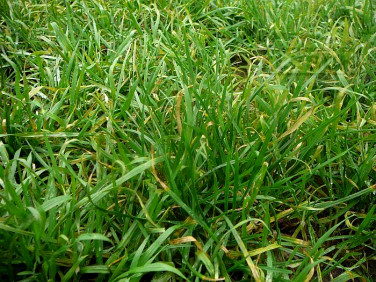 Działka usługowa Otrębusy