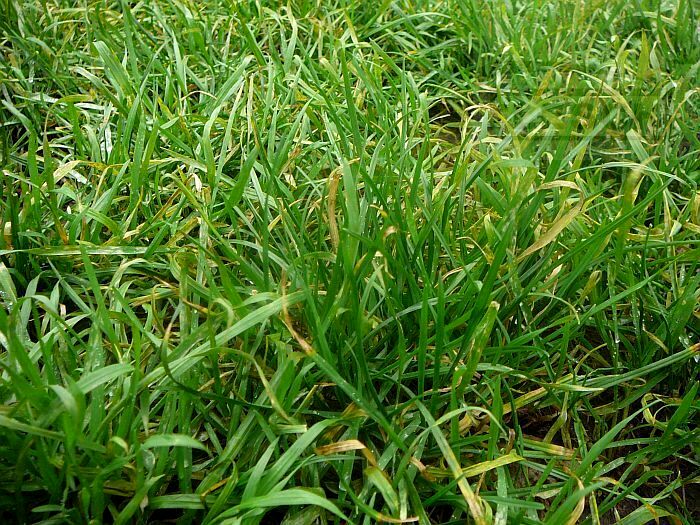 Działka usługowa Otrębusy