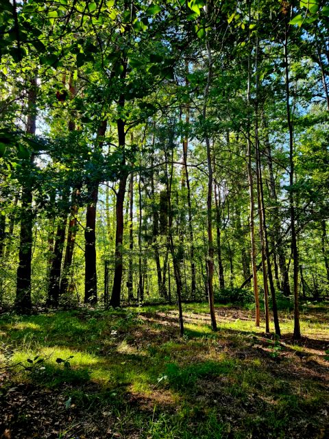 Działka budowlana Wiązowna