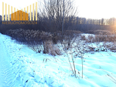 Działka przy lesie