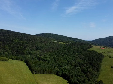 Działka leśna Łosie