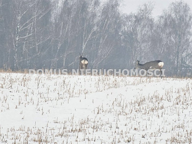 Działka budowlana Rozworzyn