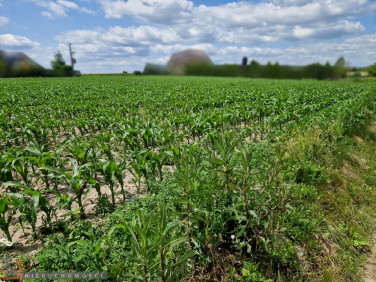 Działka budowlana Dojazdów