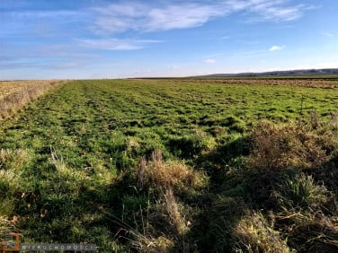 Działka siedliskowa Przestańsko