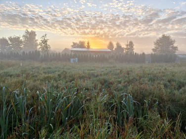 Działka rolna Dębki
