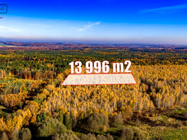 Działka leśna Rudno