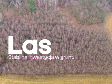 Działka leśna Kobyla