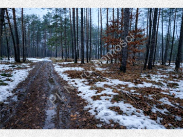 Działka leśna Marynin