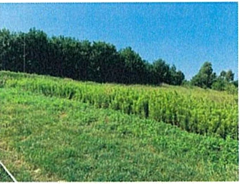 Działka rolna Grabno