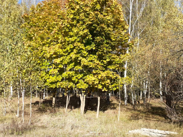 Działka budowlano-rolna Żeliszew Duży