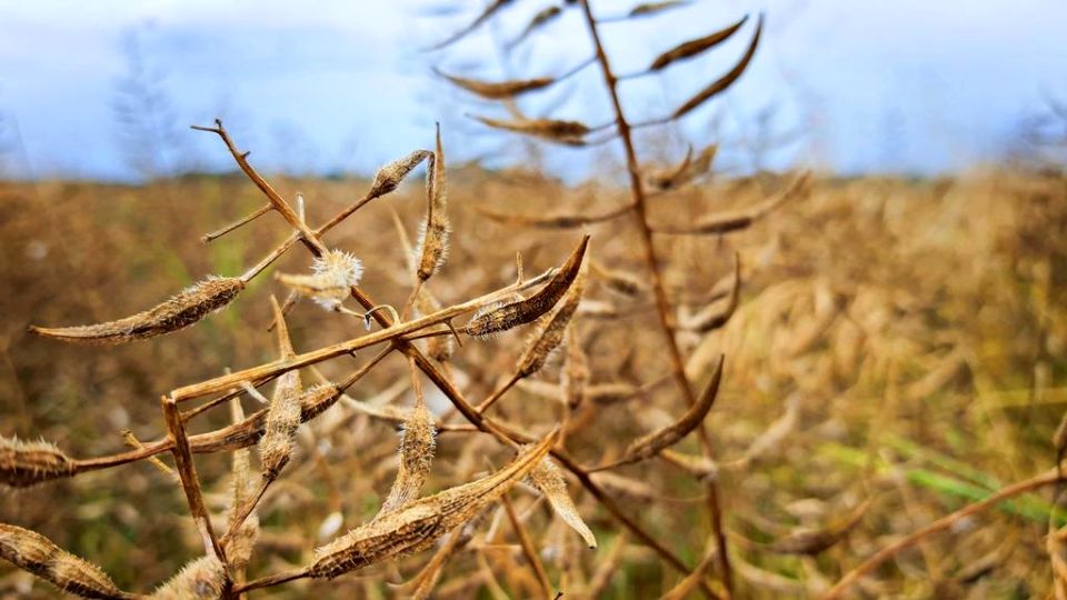 Działka usługowa Nałęczów sprzedam