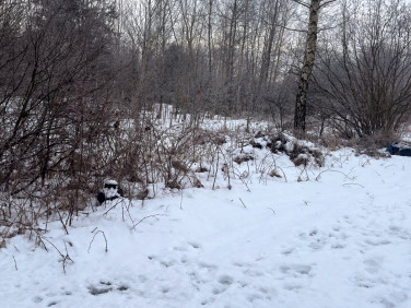 Działka leśna Krasice