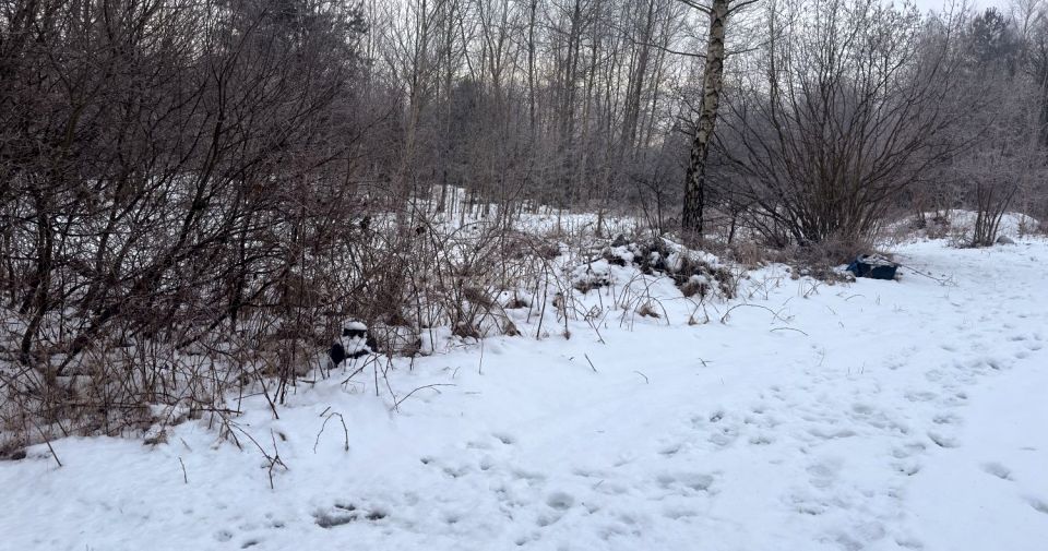 Działka leśna Krasice