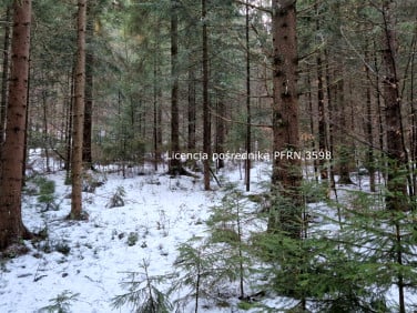 Działka leśna Ponice