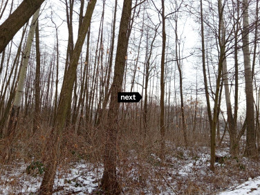 Zalesiona działka Delastowice