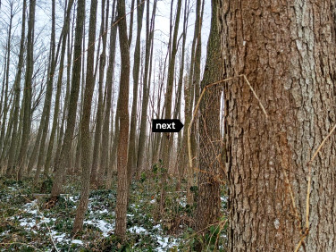 Działka leśna Delastowice