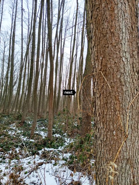 Działka leśna Delastowice