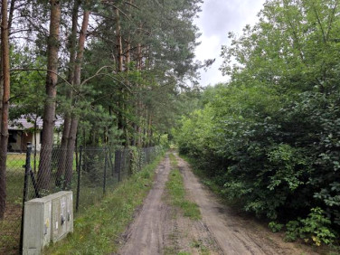 Działka leśna Królewo