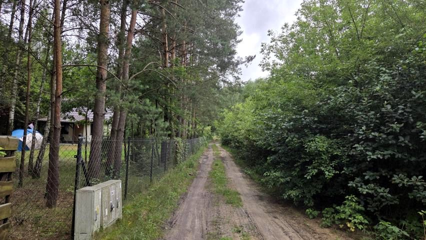 Działka leśna Królewo