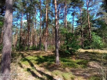 Działka leśna Miąse