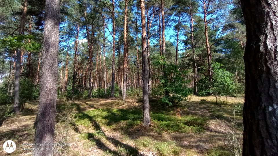 Działka leśna Miąse