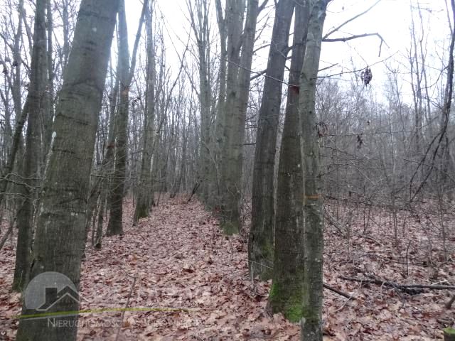 Działka leśna Zawalów