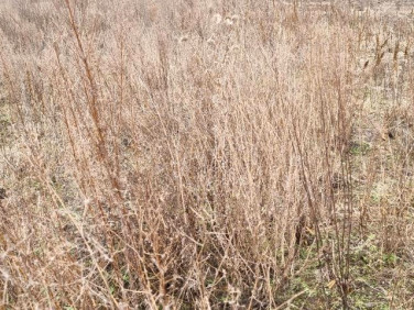 Działka budowlana Ożarów Mazowiecki