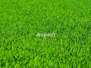 Działka przemysłowa Żory