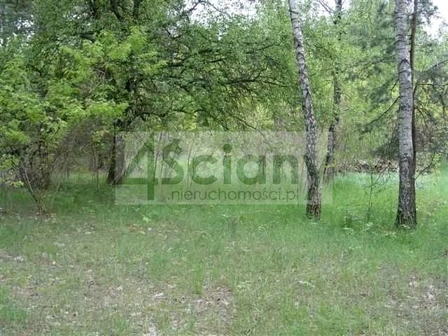 Działka przy lesie