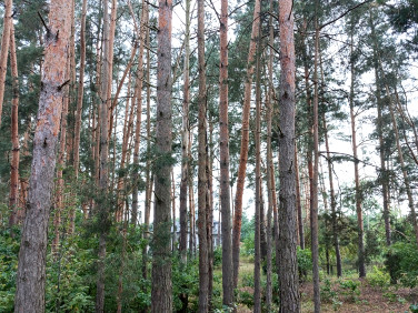 Zalesiona działka Śladów
