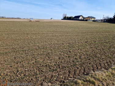 Działka budowlana Sieciechowice