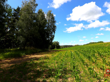 Działka Rożyńsk Wielki