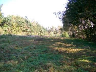 Działka przy lesie