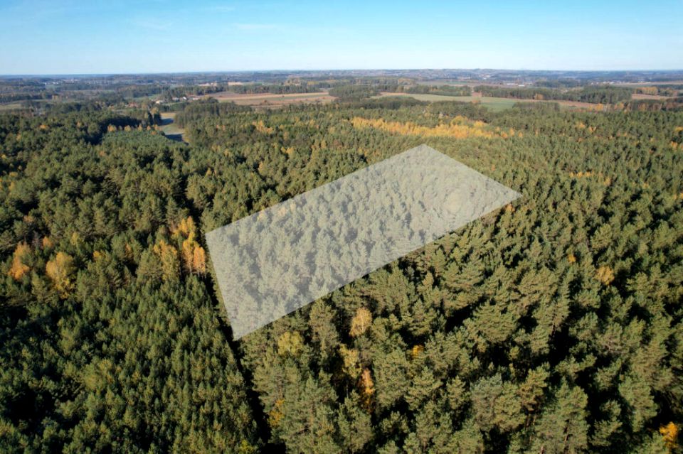 Działka leśna Brody