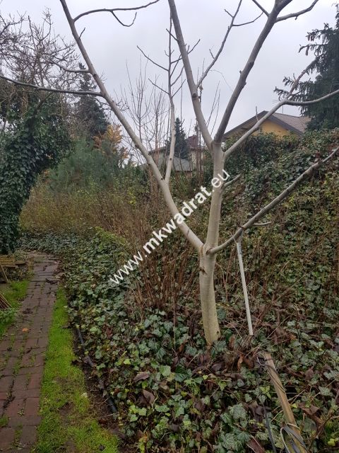 Działka budowlana Piastów